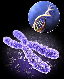a chromosome