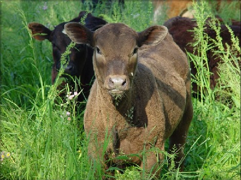 Some cows