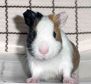 a guinea pig