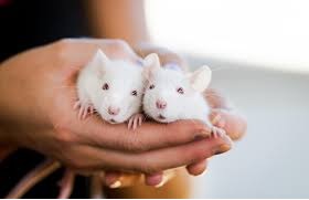 who likes rats?